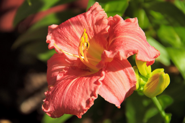 Обои картинки фото цветы, лилии, лилейники, бутоны