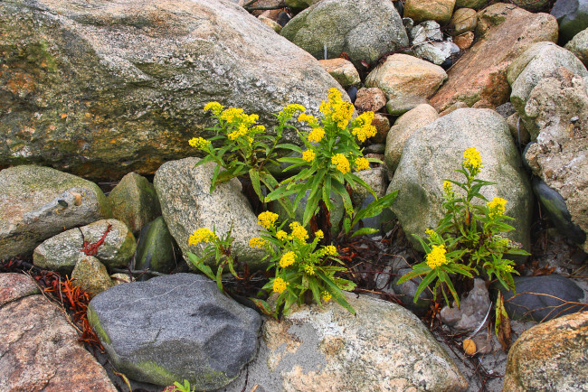 Обои картинки фото природа, камни, минералы