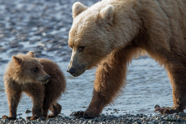 Обои картинки фото животные, медведи, малыш, мама