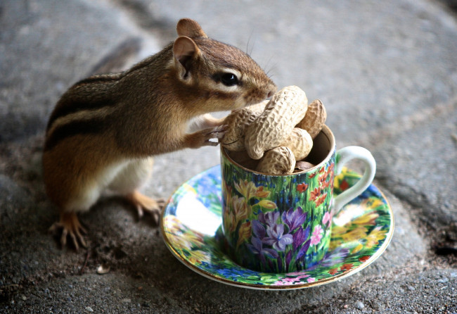 Обои картинки фото животные, бурундуки, лакомство, арахис, зверек