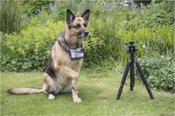 Картинка хвостатый+фотограф животные собаки