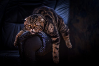 Картинка захар животные коты