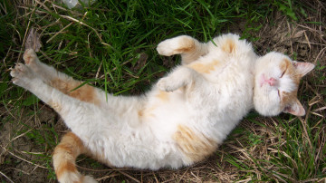 Картинка животные коты