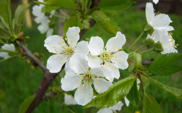 Картинка цветы цветущие+деревья+++кустарники