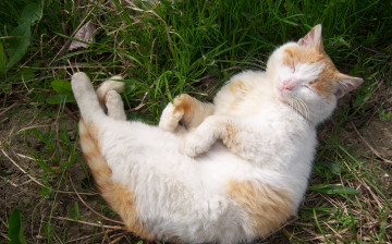 обоя животные, коты