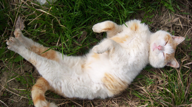 Обои картинки фото животные, коты