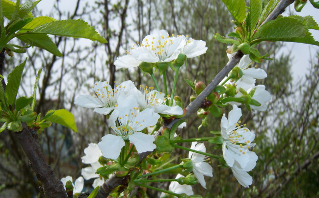 Обои картинки фото цветы, цветущие деревья   кустарники