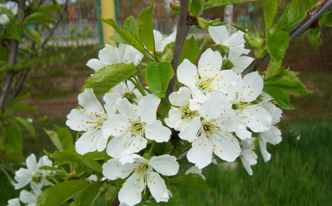 Обои картинки фото цветы, цветущие деревья   кустарники