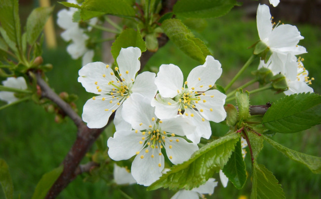 Обои картинки фото цветы, цветущие деревья   кустарники