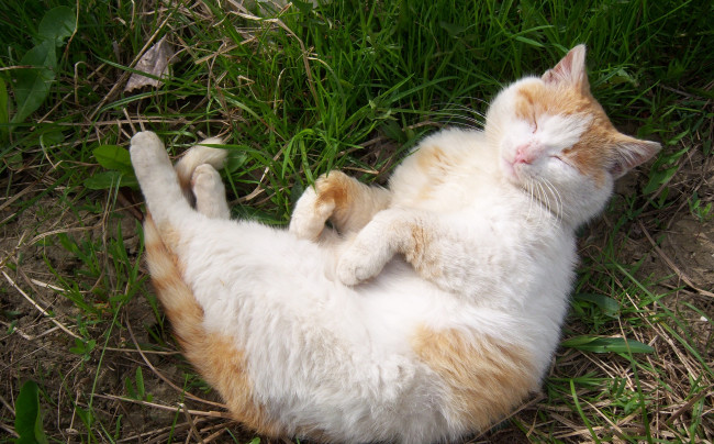 Обои картинки фото животные, коты