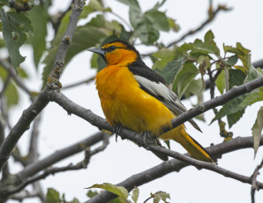 Картинка животные птицы охотник