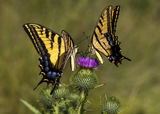 Картинка животные бабочки +мотыльки +моли бабочка