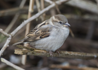 Картинка животные воробьи птичка