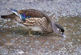 Картинка животные утки утка