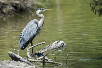 Картинка животные цапли +выпи цапля серая