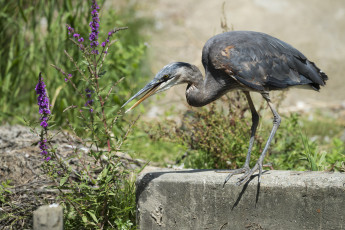 Картинка животные цапли +выпи цапля серая