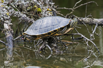 Картинка животные Черепахи черепаха