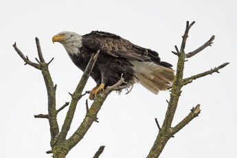 Картинка животные птицы+-+хищники орлан белоголовый