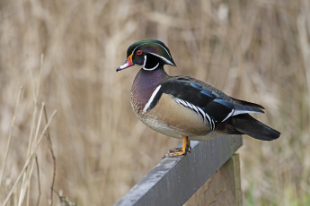 Картинка животные утки утка