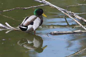 Картинка животные утки утка