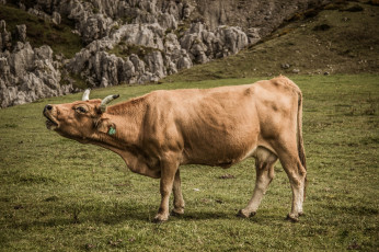 Картинка животные коровы +буйволы корова