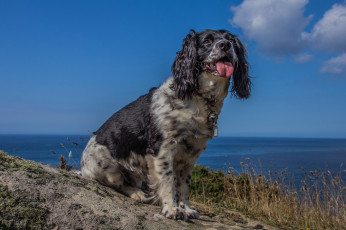 Картинка животные собаки пес