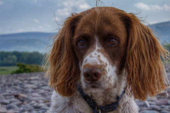 Картинка животные собаки пес