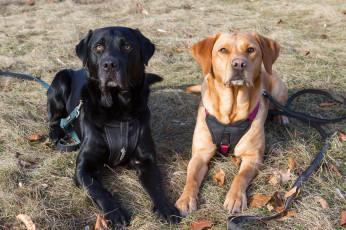 Картинка животные собаки собачки