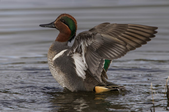 Картинка животные утки утка