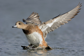 Картинка животные утки утка