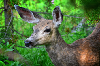 Картинка животные олени олениха