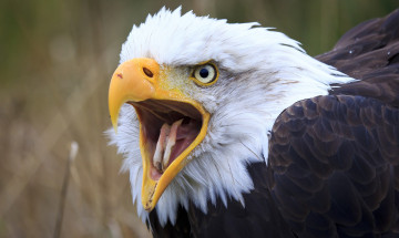 Картинка животные птицы+-+хищники белоголовый орлан