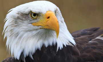 Картинка животные птицы+-+хищники белоголовый орлан