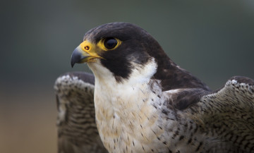 Картинка животные птицы+-+хищники глаза клюв голова