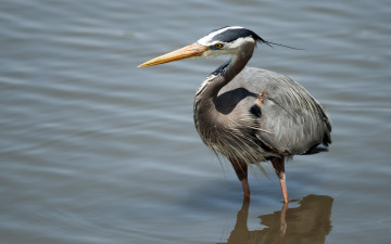 Картинка животные цапли +выпи цапля серая