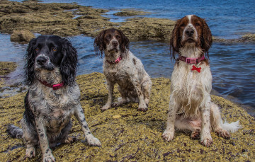 Картинка животные собаки собачки