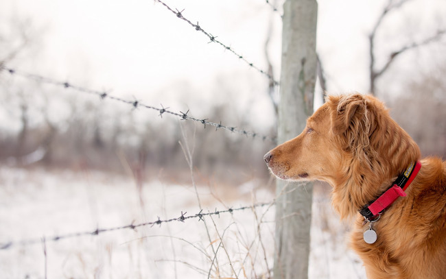 Обои картинки фото животные, собаки, боке, забор, друг, взгляд, собака