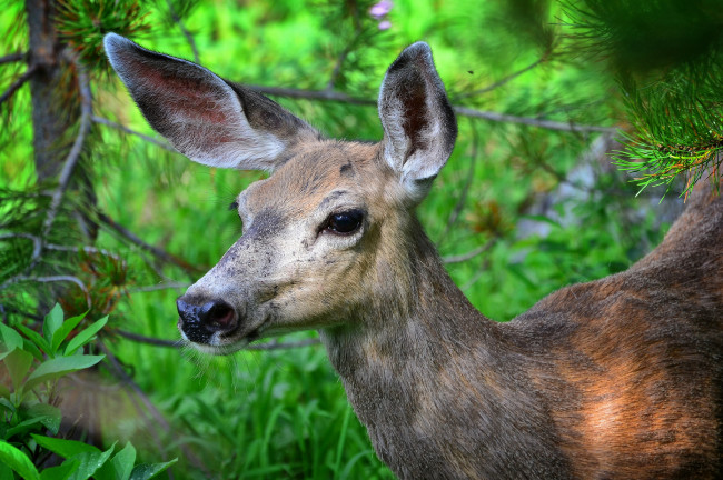 Обои картинки фото животные, олени, олениха