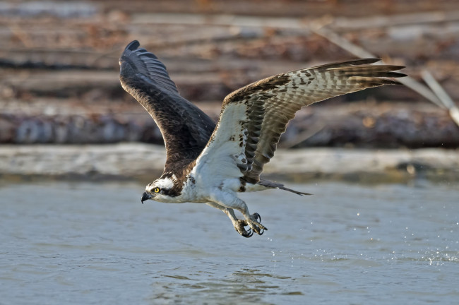 Обои картинки фото животные, птицы - хищники, птичка