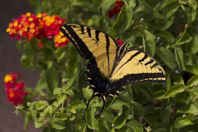Обои картинки фото животные, бабочки,  мотыльки,  моли, бабочка