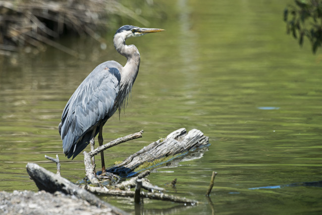 Обои картинки фото животные, цапли,  выпи, цапля, серая