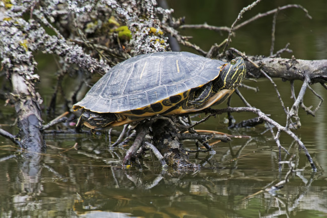 Обои картинки фото животные, Черепахи, черепаха