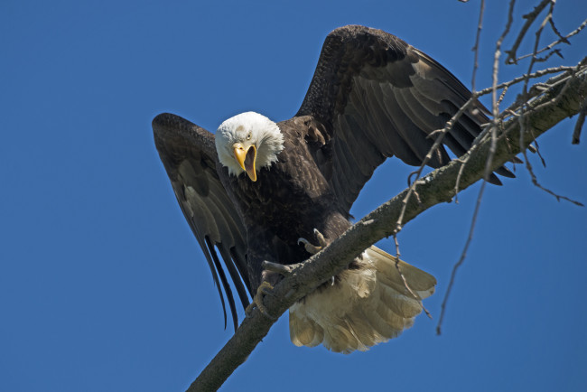 Обои картинки фото животные, птицы - хищники, орлан, белоголовый