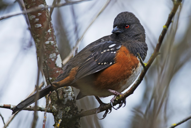 Обои картинки фото животные, птицы, птичка