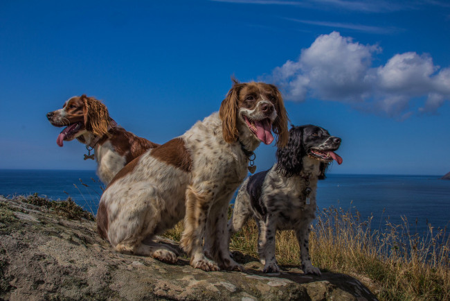 Обои картинки фото животные, собаки, собачки