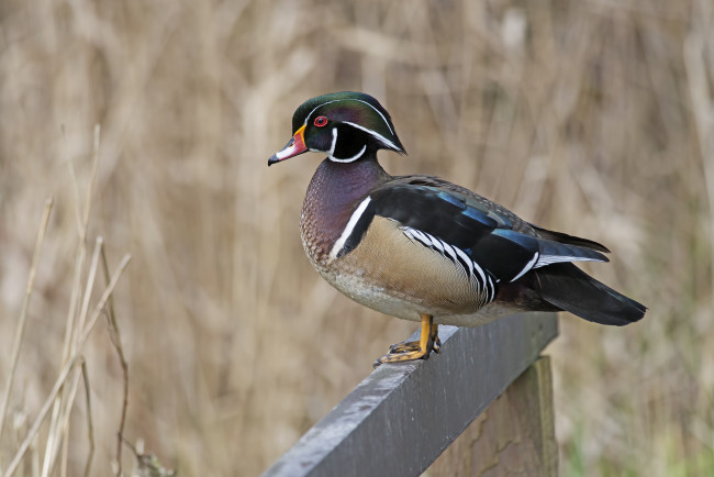 Обои картинки фото животные, утки, утка