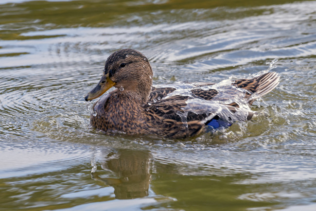Обои картинки фото животные, утки, утка
