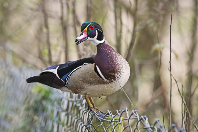 Обои картинки фото животные, утки, утка