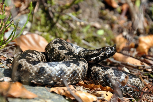 Обои картинки фото животные, змеи,  питоны,  кобры, рептилия, макро