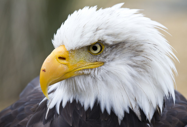 Обои картинки фото животные, птицы - хищники, орлан, белоголовый